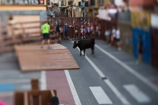 Espanha Denia Agosto 2016 Touros Pessoas Correm Para Fora Durante — Fotografia de Stock