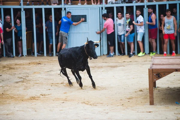 Espanha Denia Julho 2016 Touros Pessoas Correndo Arena Durante Férias — Fotografia de Stock