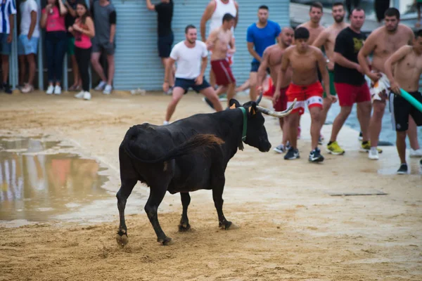 Іспанія Denia Липня 2016 Биків Люди Бігали Арені Під Час — стокове фото