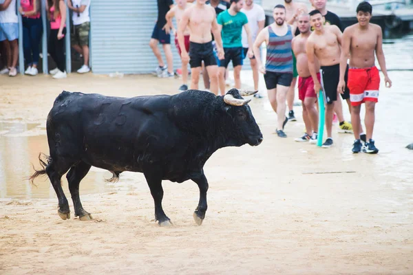 Іспанія Denia Липня 2016 Биків Люди Бігали Арені Під Час — стокове фото