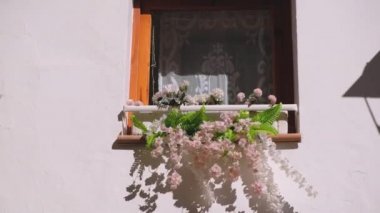 Güzel yumuşak pembe renkli çiçekler ev pencere dışında. Güneşli bir günde rüzgarda sallayarak bitkiler.