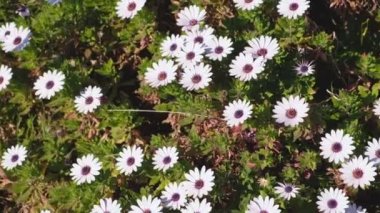 Beyaz papatya ile yaz alan. Bahar çayırda yeşil alanda çiçek papatya.