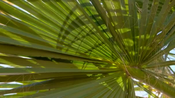 Närbild Palm Leafs Vajande Vinden Sommaren Solen Peeps Genom Palm — Stockvideo