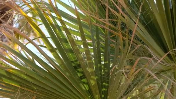 Close Van Palm Tree Bladeren Zwaaien Wind Zomer Zon Peeps — Stockvideo