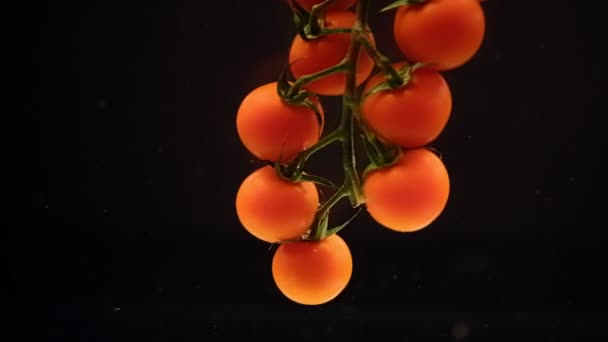 Slow Motion Van Cherry Tomaten Drijvend Water Een Zwarte Achtergrond — Stockvideo