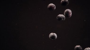 Siyah arka plana karşı suda yüzen yaban mersini yavaş hareket. Bir kapta batan taze meyveler.