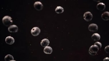 Siyah arka plana karşı suda yüzen yaban mersini yavaş hareket. Bir kapta batan taze meyveler.