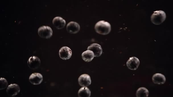 Медленное Движение Черники Плавающей Воде Черном Фоне Свежие Ягоды Тонут — стоковое видео