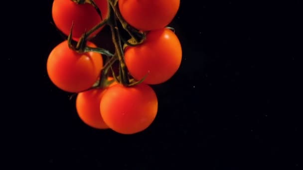 Slow Motion Cherry Tomatoes Floating Water Black Background Fresh Cherry — Stock Video