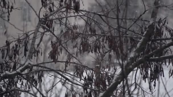 Malebné zimní sněžení uprostřed tenká zimní větve akátu — Stock video