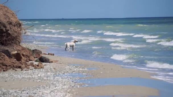 Weißer Hund blickt auf im Wasser stehende Meereswellen — Stockvideo