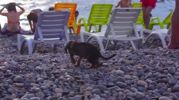 Einsamer Welpe am Strand spaziert entlang der Kieselsteine inmitten von Touristen, die sich auf Liegestühlen ausruhen — Stockvideo