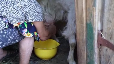 Ev küçük çiftlik barn keçi ve sağlıklı ve doğal beslenme köyde Keçi Sağım