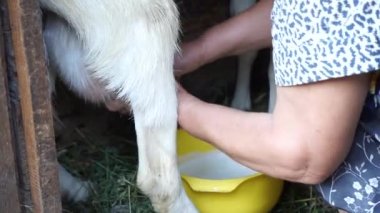 Süt Sağım keçi ahır, Olgun kadın toplamak içine sarı kase, ev küçük çiftlik keçi ve sağlıklı ve doğal beslenme Köyü