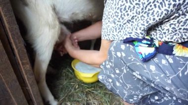 Süt Sağım keçi ahır, Olgun kadın toplamak içine sarı kase, ev küçük çiftlik keçi ve sağlıklı ve doğal beslenme Köyü
