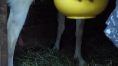 Olgun kadın elinde sağım sonra keçi süt ev küçük çiftlik bir sarı kase keçi ve sağlıklı ve doğal beslenme köyde dışarı alır