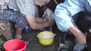 Olgun kadın ahırda sağım keçi süt toplamak sarı kasenin içine süre adam agresif bir keçi, keçi ev küçük çiftlik ve sağlıklı ve doğal beslenme köyde tutuyor