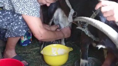 Olgun kadın ahırda sağım keçi süt toplamak sarı kasenin içine süre adam agresif bir keçi, keçi ev küçük çiftlik ve sağlıklı ve doğal beslenme köyde tutuyor
