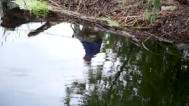 Ψαράς κάθεται δίπλα στο ποτάμι στο σπασμένο δέντρο και αντανακλάται στο νερό — Αρχείο Βίντεο