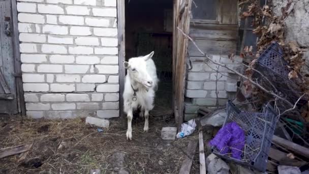 Белая коза выходит из сарая перед выходом на пастбище — стоковое видео