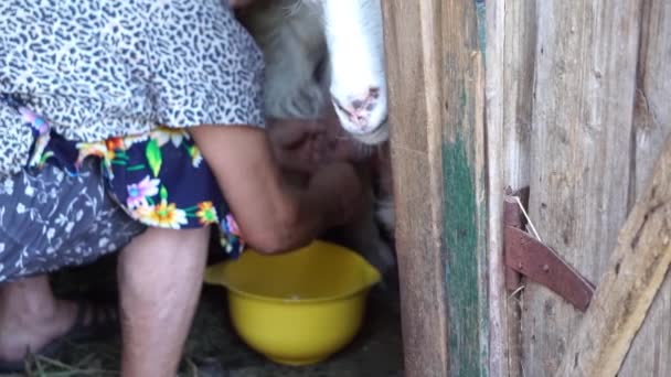 Доение коз в коровнике в домашних хозяйствах и здоровое и натуральное питание в деревне — стоковое видео