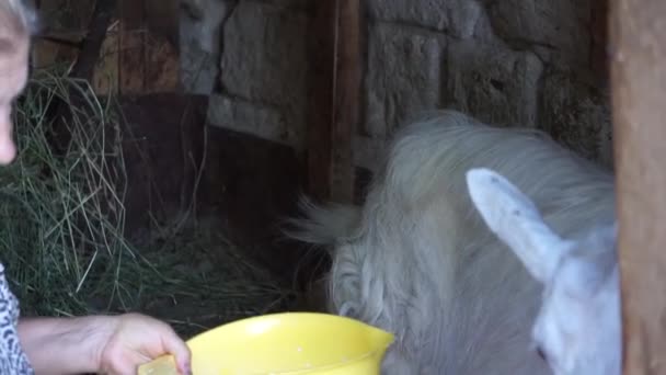 Chèvre après la traite femme mûre prend du lait dans un bol jaune chèvres dans la petite ferme familiale et une alimentation saine et naturelle dans le village — Video