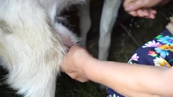 Zralá žena chystá dojení koz čištění vemene před mléko shromažďuje z kozy kozy v domácnosti malé farmě a zdravou a přírodní stravu v obci — Stock video