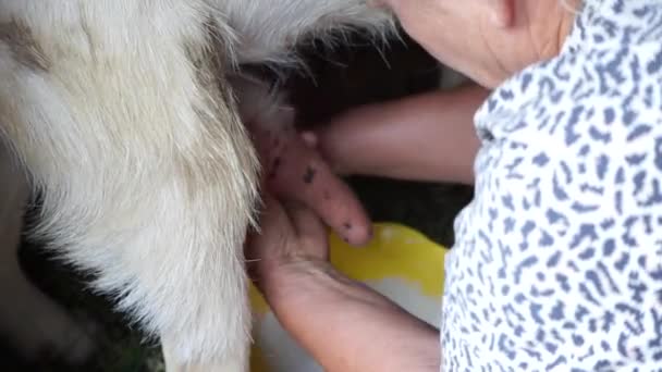 Άρμεγμα αιγοπροβάτων στον αχυρώνα, ώριμη γυναίκα συλλέγουν το γάλα σε κίτρινο μπολ και μιλούν, κατσίκες στο μικρό σύμπλεγμα οικιακής χρήσης και υγιεινής και φυσικής διατροφής στο χωριό — Αρχείο Βίντεο
