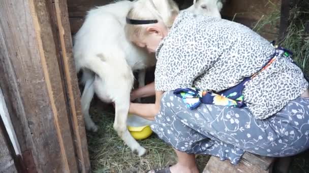 Femme mûre traire une chèvre dans la grange recueillir le lait dans un bol jaune et parler, les chèvres dans la petite ferme familiale et une alimentation saine et naturelle dans le village — Video