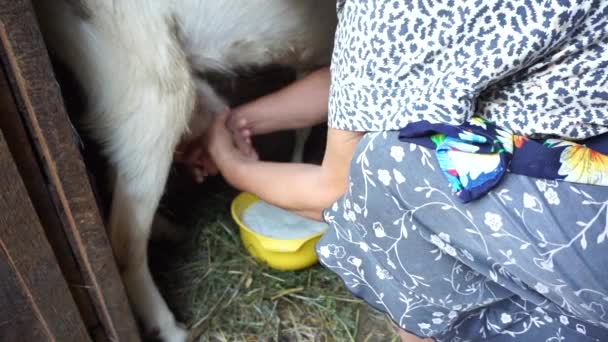 Fejés kecskéket ólban, érett nő összegyűjti tej a sárga tál, kecske a háztartási kis farm és a természetes és egészséges étrend a falu — Stock videók