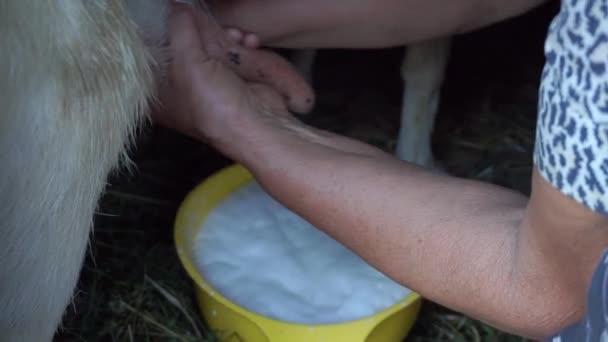 Mungitura capre nel fienile, donna matura raccogliere il latte in giallo ciotola completa, capre in famiglia piccola azienda agricola e dieta sana e naturale nel villaggio — Video Stock