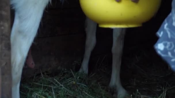 Kecske, érett nő kezében fejés után veszi ki egy sárga tál kecske a háztartási kis farm és a természetes és egészséges étrend faluban tej — Stock videók