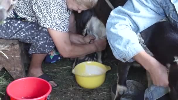Melken geiten in de schuur, volwassen vrouw verzamelen melk in gele kom terwijl man een agressieve geit, geiten in de huishoudelijke boerderijtje en gezonde en natuurlijke voeding in dorp houdt — Stockvideo