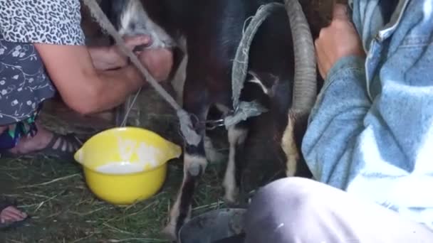 Geiten melken in de schuur, volwassen vrouw verzamelen melk in gele kom terwijl man een agressieve geit, geiten in de huishoudelijke boerderijtje en gezonde en natuurlijke voeding in dorp houdt — Stockvideo