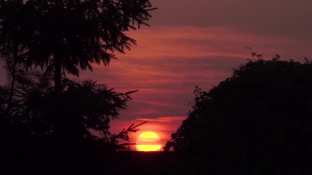 Belo pôr-do-sol laranja entre árvores e colina — Vídeo de Stock