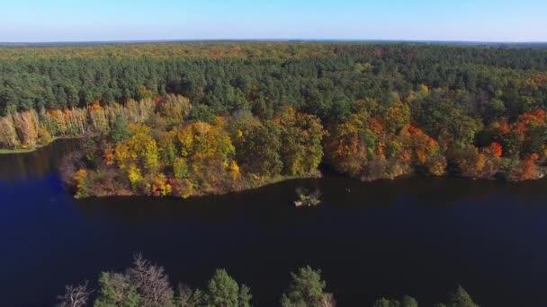 Вид з повітря, що летить над прекрасною осінньою річкою та лісом — стокове відео