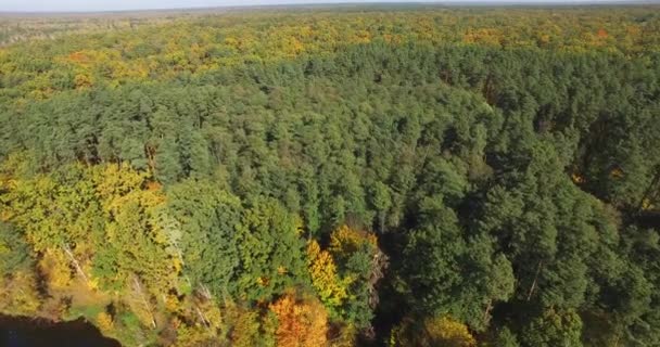 Vista aerea che sorvola la bellissima foresta autunnale — Video Stock
