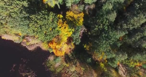 Φύση νερό ροή ανάμεσα σε πράσινα δέντρα ολοζώντανα χρώματα του τυλίγματος ακτών — Αρχείο Βίντεο