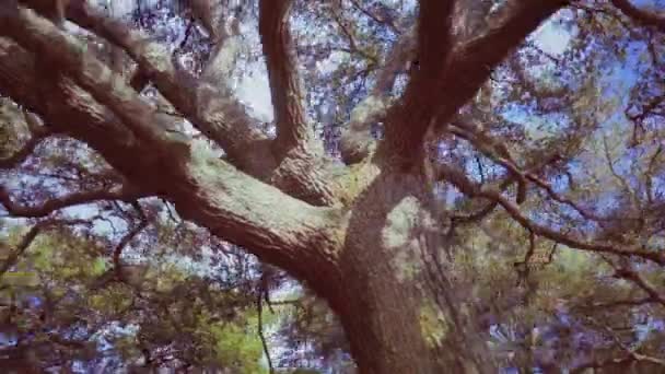 Grote vertakkende boom in een park flyby — Stockvideo