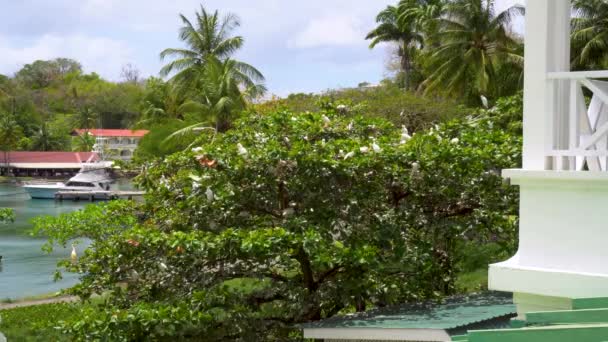 Philipsburg, St. Maarten-Mar 14, 2019: racky na stromě za slunečného počasí — Stock video