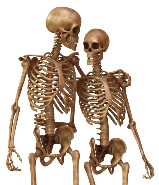 Skeletons of man and woman in the pose of lovers. Isolated on white background 3d illustration — Stock Image Skeletons of man and woman in the pose of lovers. Isolated on white background 3d illustration Stock Image