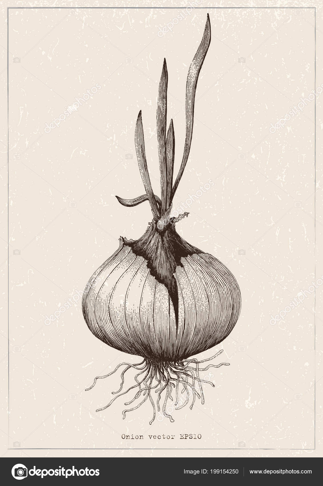 Vector Sketch Illustration Onion Set Drawing Stock Vector (Royalty Free)  1878896227 | Shutterstock