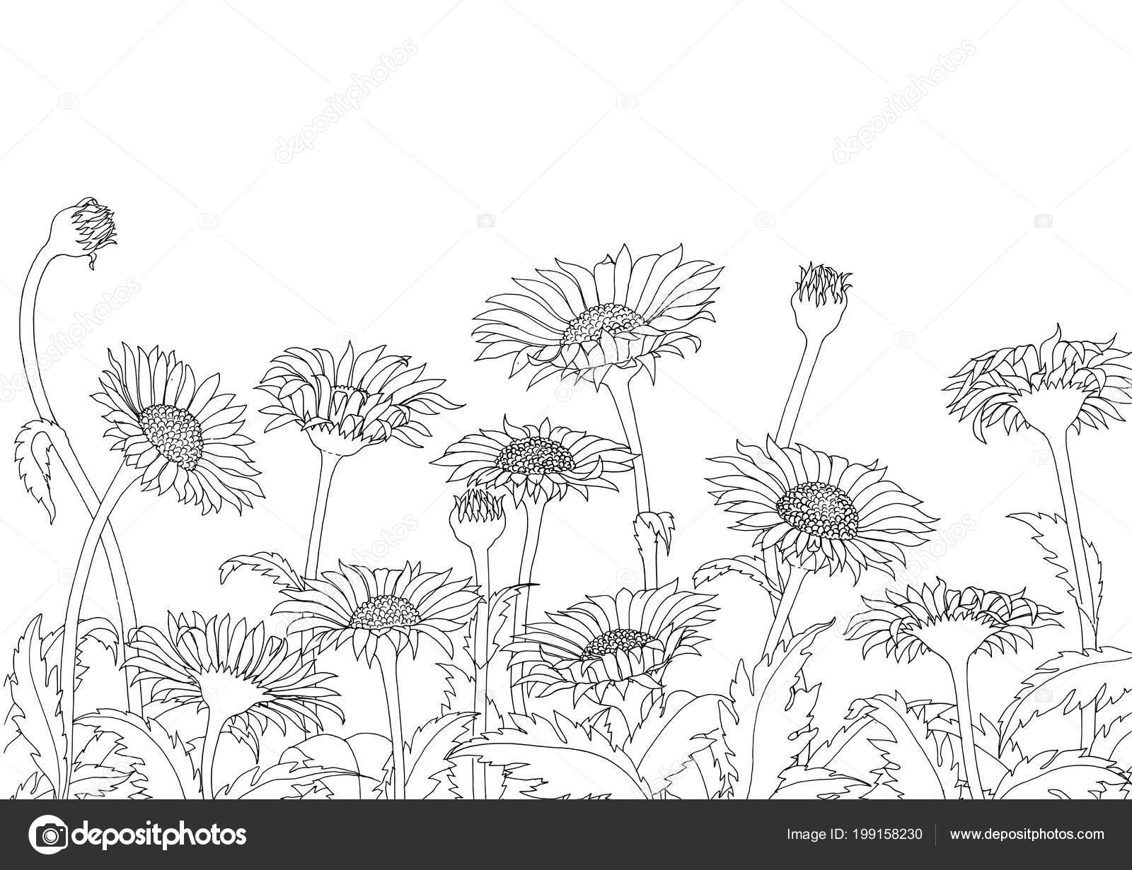 Daisy Field Drawing Daisy Field Outline Sketch Hand Drawing