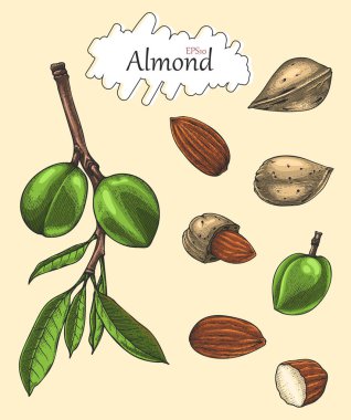 Badem koleksiyonu el Vintage tarzı çizimi. Oyma çizim stili