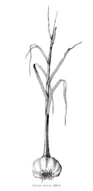 Sarımsak el oyma resim çizimi