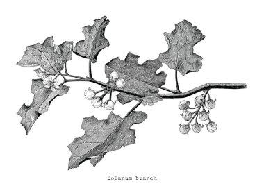 Solanum şube clipart el oyma resim çizimi 