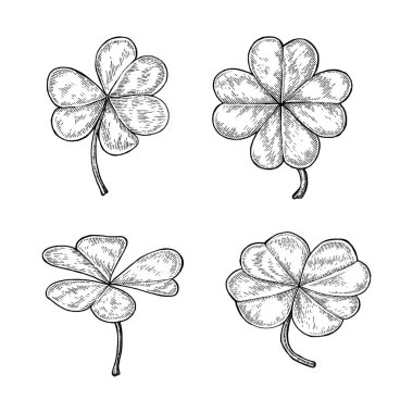 Yonca yaprağı el Vintage tarzı çizimi izole beyaz arka plan, mutlu ve şanslı gün sembolü