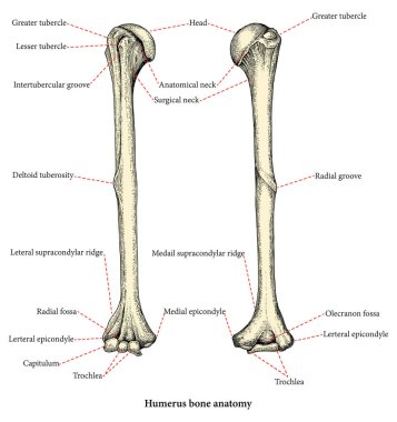 Anatomi insan koluna kemik el çizim vintage tarzı, insan pazı kemiği