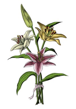 Draving vintage illüstrasyon Lily çiçekler teslim