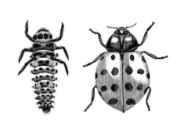 Çok renkli Asya Bayan böcek, Larva ve yetişkin Bayan beetle çizim vintage resimde beyaz zemin üzerine oyma el